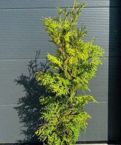 Alternative view of Tuja Vakarinė Brabant 130-150 cm