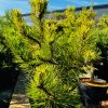 Pušis Kalninė Winter Gold 70-90 cm – A0126