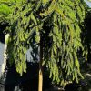 Eglė Rytinė Aureospicata 120-150 cm – A0130