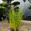 Soruolė pašiaušelinė Gelbstiel 20-100 cm – A0286