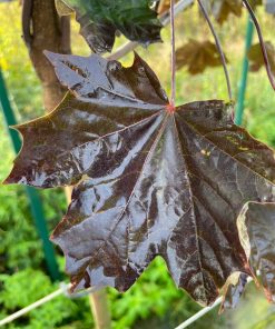 Klevas Platanoides Crimson King 180-200 cm - Image 3