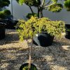 Kadagys Paprastasis Green Carpet SKIEPINTA 70-80 cm – A0137