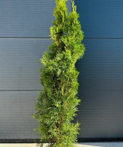 Tuja Vakarinė Smaragdinė 140 cm
