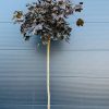 Klevas paprastasis Globosum Pa 220 300-320 cm – A0327
