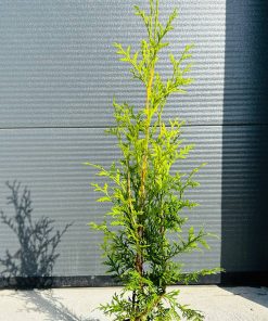 Tuja Vakarinė Brabant 55-65 cm