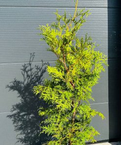 Tuja Vakarinė Brabant 130-150 cm