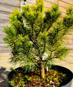 Pušis Kalninė Obhir 30-40 cm - Image 3