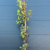 Klevas Paprastasis Skiepytas Globosum 200-220 cm – A0046