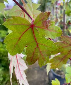 Klevas Freemanii Autumn Blaze 180-200 cm - Image 3