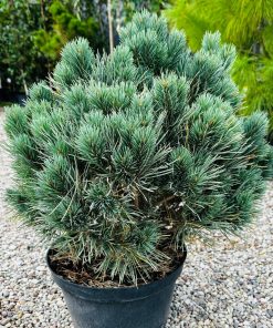 Alternative view of Pušis Paprastoji Nana Compacta 60-80 cm