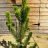 Pušis Juodoji Hornibrookiana 40-50 cm – A0127