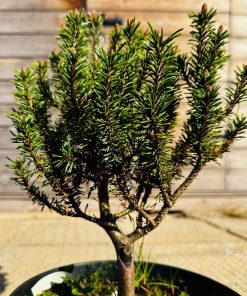 Alternative view of Pušis Kalninė Minutifolia 30-40 cm