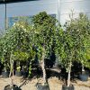 Karpotasis Beržas Fastigiata Joes 480-520 cm – A0228