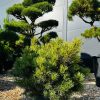 Pušis Juodoji Globosa SKIEPINTA 70-90 cm – A0095