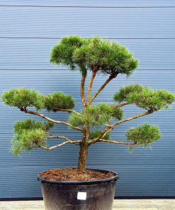 Pušis Norskie Typ 150-220 cm