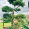 Pušis Juodoji Bonsai 250-400 cm – A0344