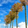 Klevas Platanoides Crimson King 180-200 cm – A0226