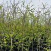 Paprastasis Skroblas 140-160 cm – A0322