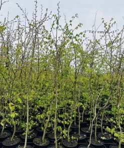Paprastasis Skroblas 180-220 cm