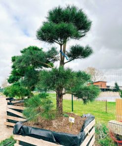 Alternative view of Pušis Juodoji Bonsai 230-250 cm
