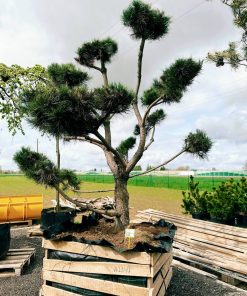 Alternative view of Pušis Juodoji Bonsai 280-320 cm