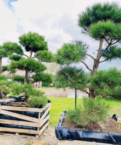 Pušis Juodoji Bonsai 250-400 cm - Image 2