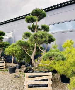 Pušis Juodoji Bonsai 250-400 cm - Image 3