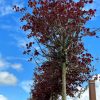 Klevas paprastasis Globosum Pa 220 300-320 cm – A0327