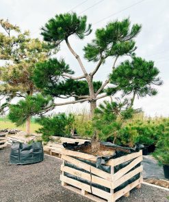Alternative view of Pušis Juodoji Bonsai 280-320 cm