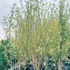 Karpotasis Beržas Youngi 180-200 cm – A0230