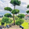 Pušis Juodoji Bonsai 250-400 cm – A0344