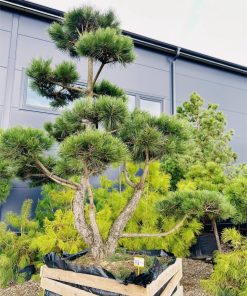 Pušis Juodoji Bonsai 250-400 cm - Image 2