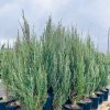 Kadagys mėlynasis uolinis Blue Arrow 95-105 cm – A0304