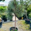 Pušis baltažievė Schmidtii Pa 20-35 30-40 cm – A0369