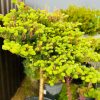 Kenis Kilnusis Glauca 125-150 cm – A0442