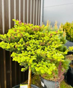Kenis Korėjinis Green Carpet Pa 100-120 110-140 cm - Image 2