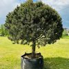 Pušis Paprastoji Hibernia 100-160 cm – A0359