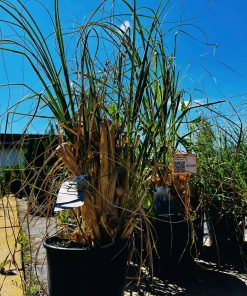 Alternative view of Kortadelia Pumila 20-120 cm
