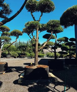 Pušis Paprastoji Niwaki Bonsai 400-500 cm - Image 3