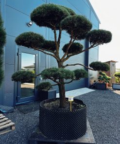 Alternative view of Pušis Paprastoji Niwaki Bonsai 350-450 cm