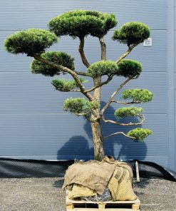 Pušis Paprastoji Niwaki Bonsai 350-450 cm - Image 3