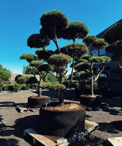 Alternative view of Pušis Paprastoji Niwaki Bonsai 350-450 cm