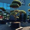 Pušis Paprastoji Niwaki Bonsai 400-500 cm – A0402