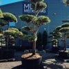 Pušis Paprastoji Niwaki Bonsai 400-500 cm – A0401