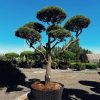 Pušis Paprastoji Niwaki Bonsai 350-450 cm – A0398