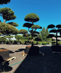 Alternative view of Pušis Paprastoji Niwaki Bonsai 400-500 cm