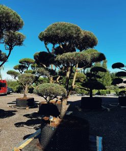 Alternative view of Pušis Paprastoji Niwaki Bonsai 350-450 cm