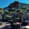 Pušis Juodoji Bonsai 300-400 cm – A0453