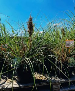 Alternative view of Kortadelia Tiny Pampa 20-120 cm