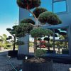 Pušis Paprastoji Niwaki Bonsai 350-450 cm – A0404